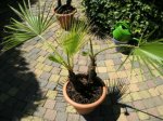 LA PALMERA01.jpg