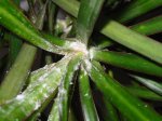 planta 001.jpg