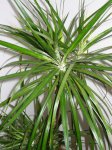 planta 002.jpg