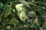 Fruto de la flor de la pasion.JPG