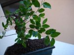 Copia de DSC02464.jpg