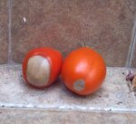 tomate.jpg