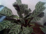 Imagen053.jpg