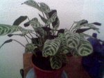 Imagen052.jpg