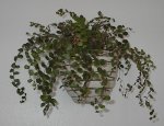 culantrillo.JPG