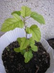 identificar-11.JPG