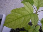 identificar-12.JPG