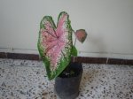 Atlixco_26.07_02.jpg