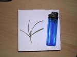 hoja-de-cesped.JPG