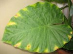hoja colocasia 2.jpg