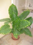 colocasia 2.jpg