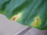 hoja colocasia 3.jpg