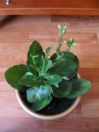 calanchoe.jpg