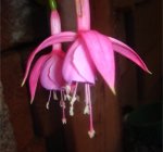 fuchsia.jpg