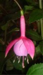 fuchsia1.jpg