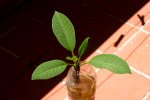 Plumeria 3.jpg
