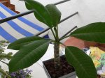 Plumeria 4.jpg