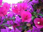 burganvilla fushia-19.JPG