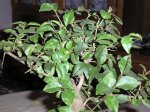 bonsai ligustrum 002 mini.JPG
