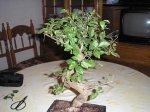 bonsai ligustrum 001mini.JPG