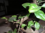 bonsai ligustrum 009mini.JPG