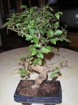 bonsai ligustrum 004mini.JPG