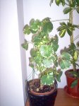 PLANTA.jpg