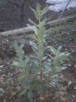 Arbutus menziesii 1 (Custom) (Custom) (Custom).JPG
