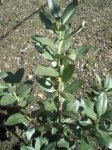 Arbutus menziesii 2.JPG