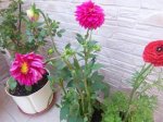 100_1091.JPG