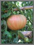 tomate-05.jpg
