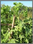 tomates-05.jpg