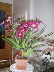 miltoniopsis 06-03-07 002 para web.jpg