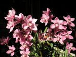 Image0002.jpg