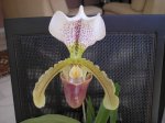 Image00010.jpg