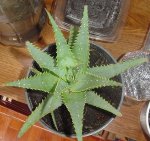 aloe.jpg