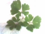 adiantum.jpg