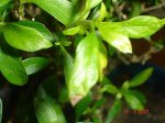 DSC02386.JPG