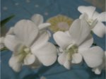 orqi-B.jpg