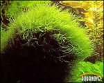 vesicularia_dubyana.jpg