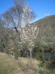Pyrus calleriana chanticleer 4 (Medium).JPG