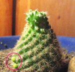 cactus1.jpg