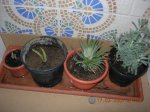 DSCN0679.JPG