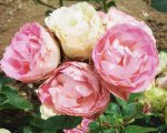 rosal verdoso.jpg