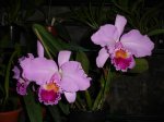 DSC00794.JPG