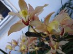 DSC00806.JPG