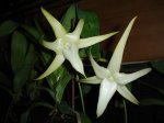 DSC00836.JPG