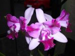 DSC00849.JPG