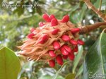 Magnolia_grandiflora_fruit800.jpg