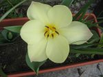 tulipan blanco.JPG